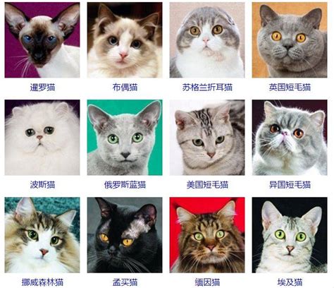 猫品种大全100种图片