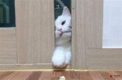 猫在门口卧着预示什么