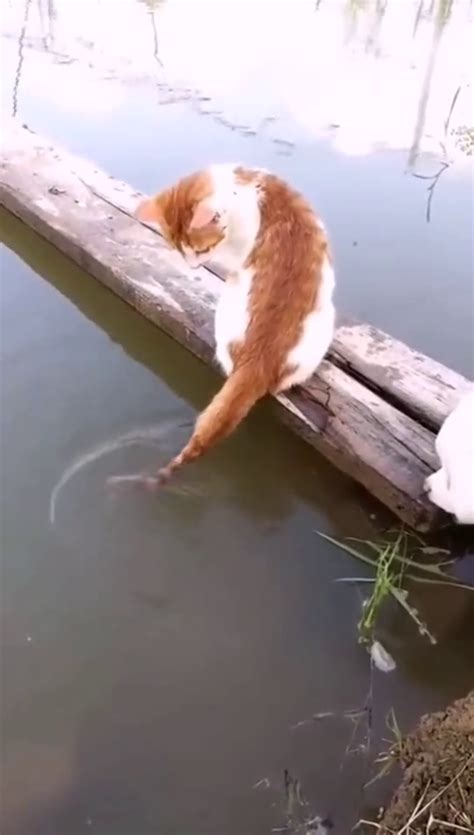 猫用尾巴钓鱼视频
