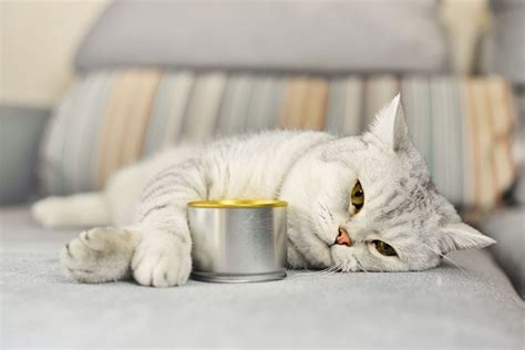 猫病了不吃不喝怎么办