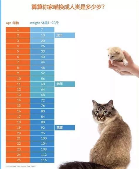 猫的寿命大概有多少
