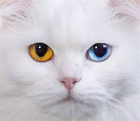 猫的眼睛看到的是怎样的世界
