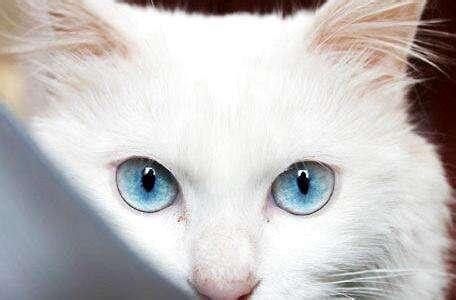 猫的眼睛看到的画面