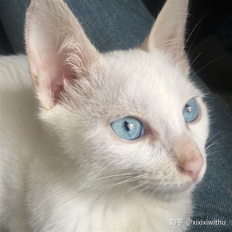 猫的眼睛被蓝色的遮住眼球
