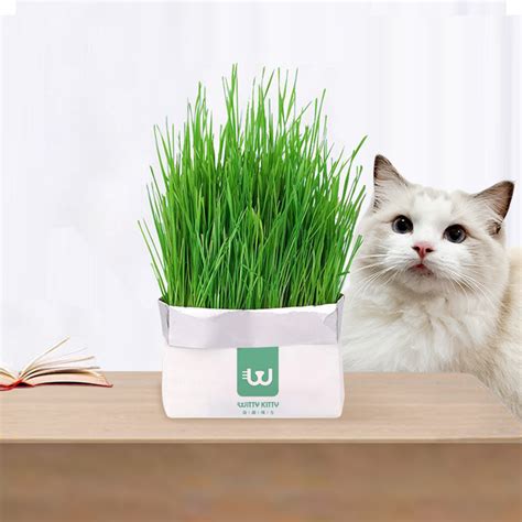 猫草无土水培怎么种的