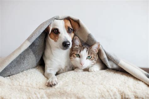 猫跟狗哪个更好养