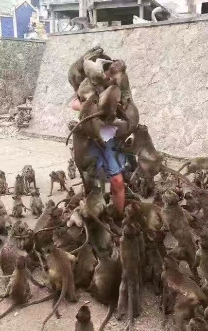 猴子索要食物被打视频