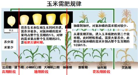 玉米各阶段施肥技术
