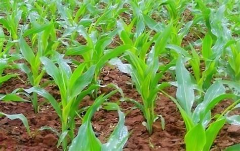 玉米施肥技术及建议