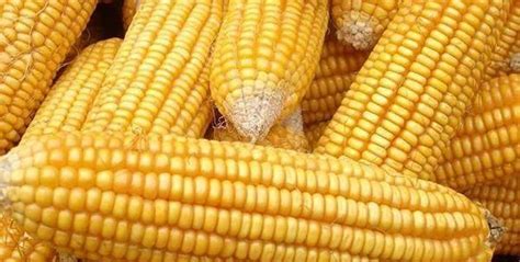 玉米棒多少钱一斤