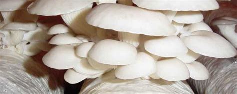 玉米芯自制蘑菇菌包