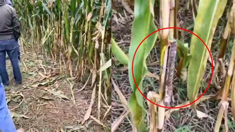玉米被绑钢筋致收割机刀片损坏