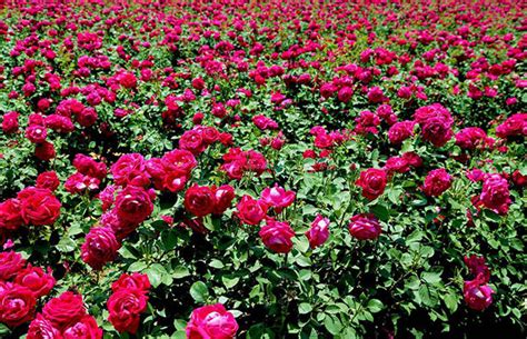 玫瑰花的种植方法和注意事项
