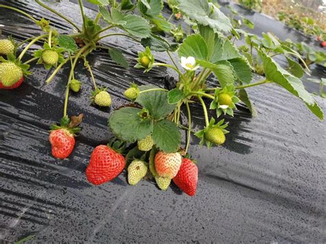 现在草莓可以拿来种吗