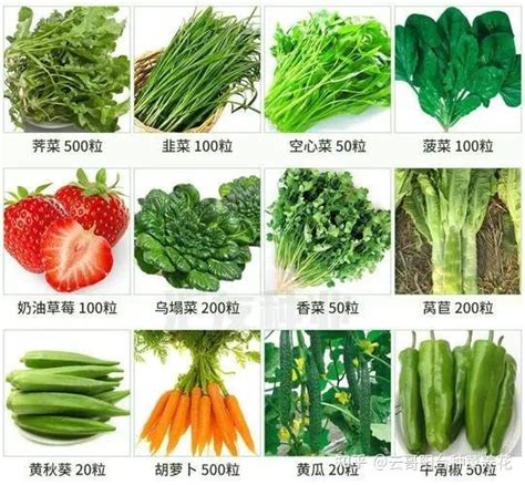现在适合种植哪种蔬菜