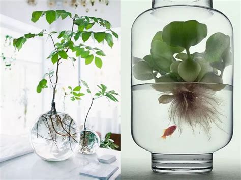 玻璃水培花盆怎么养殖好看图片