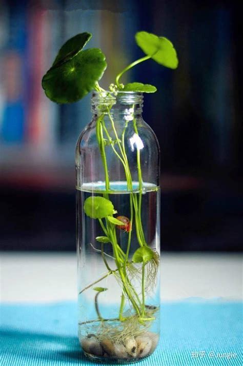 玻璃瓶水养植物图片