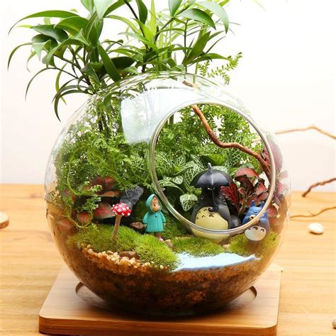 玻璃盆适合种植什么植物