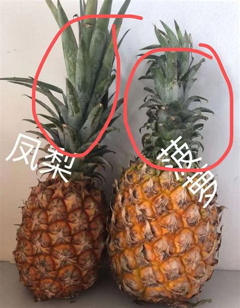 玻璃菠萝和凤梨的区别