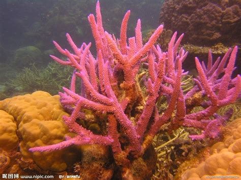 珊瑚红颜色的图片