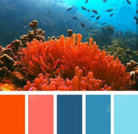 珊瑚蓝颜色