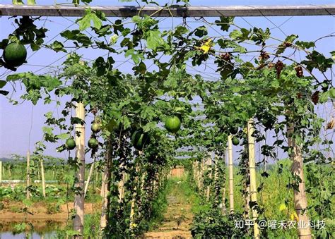 瓜蒌子种植教程