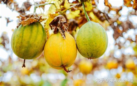 瓜蒌籽的种植技术