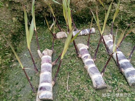 甘蔗种植方法