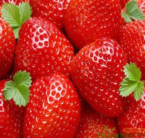 甜查理草莓品种介绍