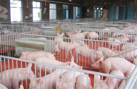 生猪养殖技术推广方案