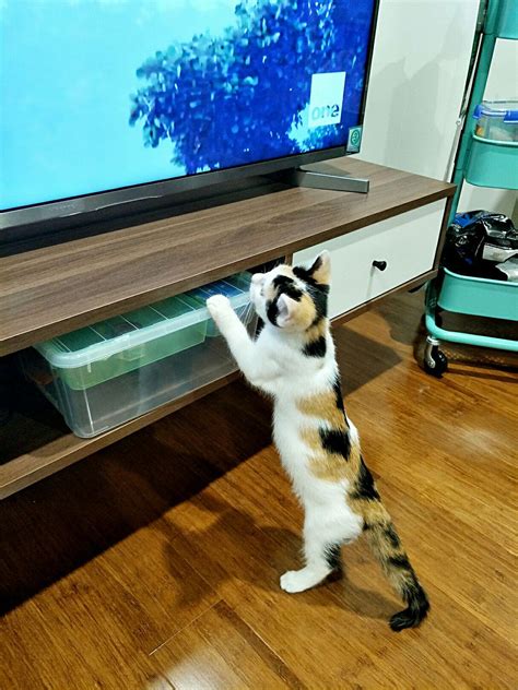电视猫看电视台直播