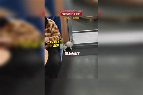 男子坐高铁发现一只小猫怎么样了