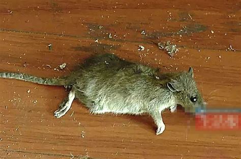 男子屋里发现老鼠