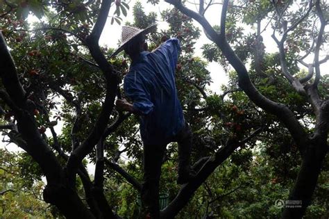 男子爬树摘杨梅坠亡