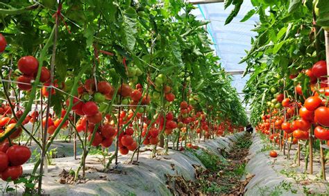 番茄种植成功了吗