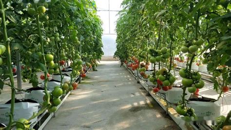 番茄种植技术全过程