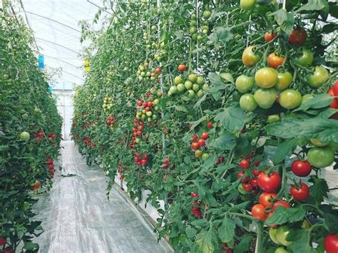番茄种植方法和技术