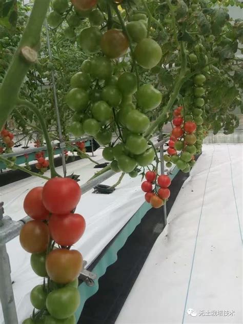 番茄管理技术