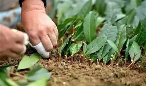 白兰种植扦插技术