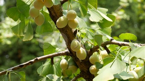 白果树的果子能吃吗
