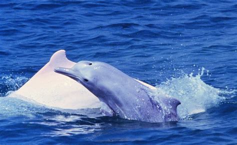 白海豚只有中国有吗