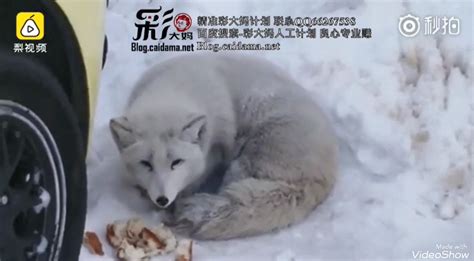 白狐受伤是什么原因