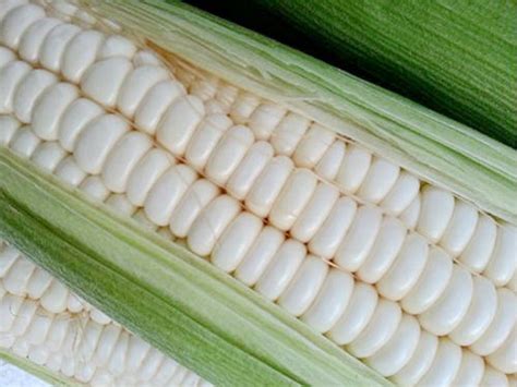 白糯玉米是转基因玉米吗