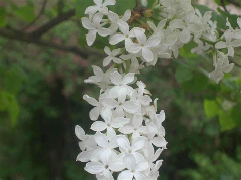 白色丁香花的花语是什么