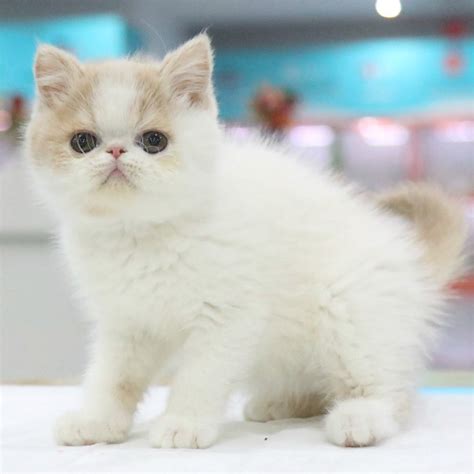 白色加菲猫取名