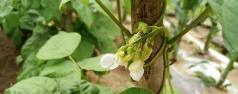 白芸豆种植技术