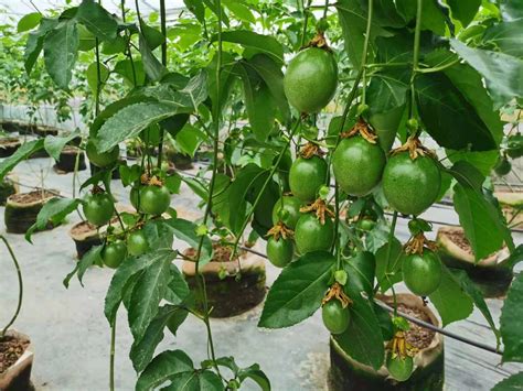 百香果啥时候种植