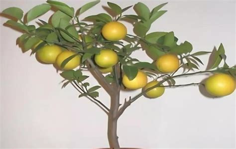 盆栽柠檬树修剪视频