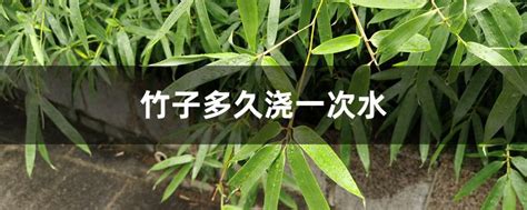 盆栽竹子多久浇一次水