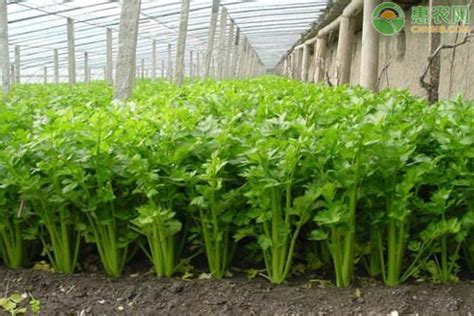 盆栽芹菜的种植方法